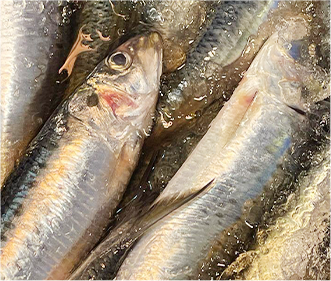 店主が納得のいく魚を仕入れ